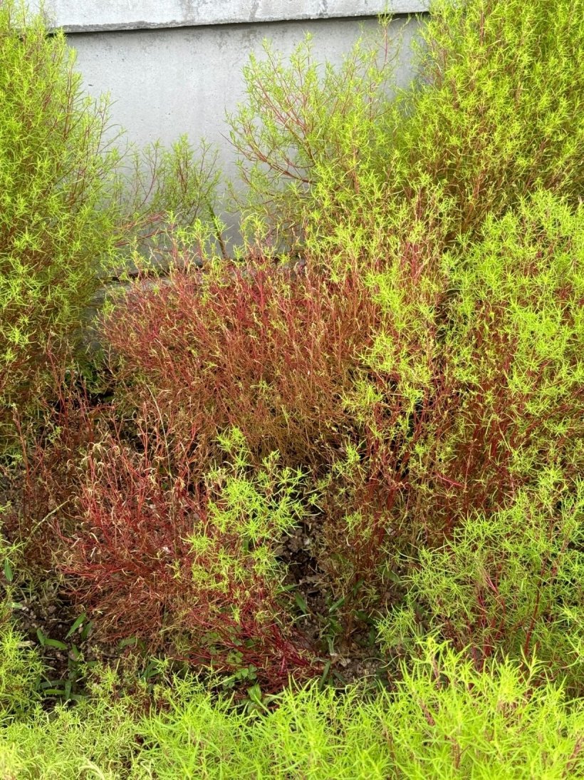 赤くなったコキア